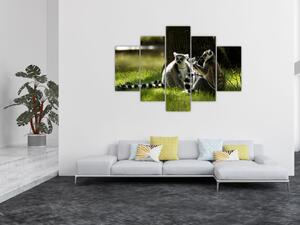 Obraz lemurov (Obraz 150x105cm)