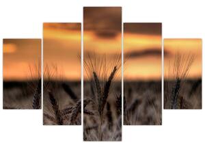 Detail pšenica, obraz (Obraz 150x105cm)