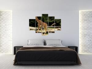 Obraz žirafy (Obraz 150x105cm)