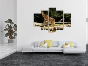 Obraz žirafy (Obraz 150x105cm)