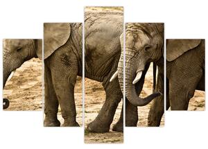 Slon, obraz (Obraz 150x105cm)