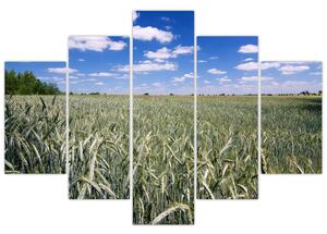 Pole pšenice - obraz (Obraz 150x105cm)