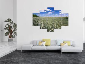 Pole pšenice - obraz (Obraz 150x105cm)