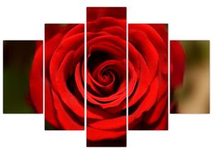 Detail ruže - obraz (Obraz 150x105cm)