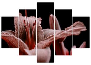 Detail kvety - obraz (Obraz 150x105cm)