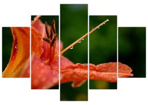 Obrázok kvety (Obraz 150x105cm)