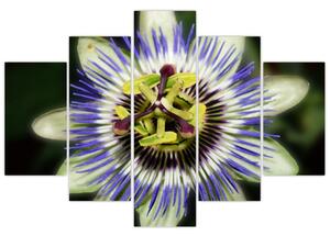 Obrazy kvetov (Obraz 150x105cm)