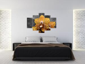 Orchidea - obraz (Obraz 150x105cm)