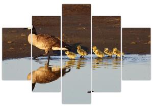 Kačica s mláďatami - obraz (Obraz 150x105cm)