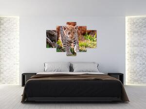 Mláďa leoparda - obraz do bytu (Obraz 150x105cm)