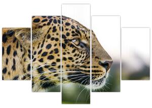 Leopard - obraz (Obraz 150x105cm)