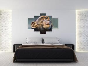 Opica - obrazy (Obraz 150x105cm)