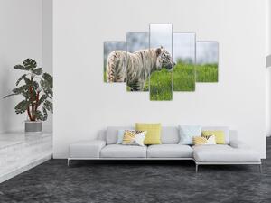 Tiger - obraz (Obraz 150x105cm)