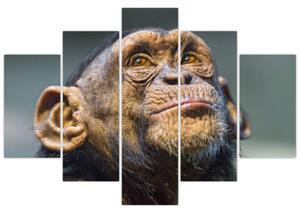 Opica - obrazy (Obraz 150x105cm)