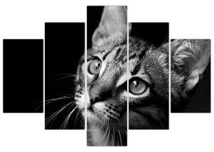 Obraz mačky (Obraz 150x105cm)
