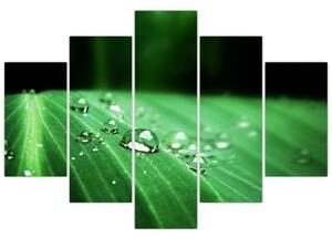 Kvapky vody - obraz (Obraz 150x105cm)