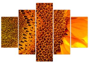Detail slnečnice - obraz (Obraz 150x105cm)