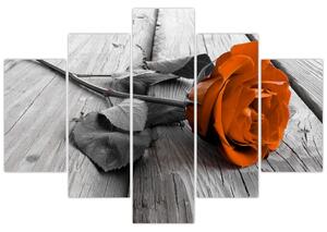 Ruže oranžová - obraz (Obraz 150x105cm)