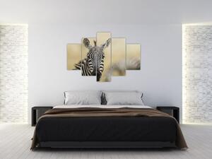 Zebra - obraz (Obraz 150x105cm)