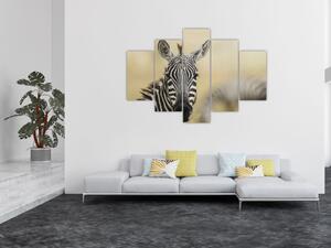 Zebra - obraz (Obraz 150x105cm)