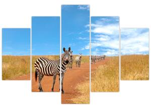 Zebra na ceste - obraz (Obraz 150x105cm)
