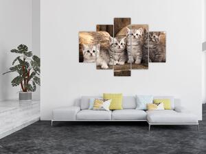 Mačiatka - obraz (Obraz 150x105cm)