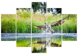 Fotka loviaceho orla - obraz (Obraz 150x105cm)