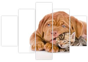 Šteňa a mačiatko - obraz (Obraz 150x105cm)