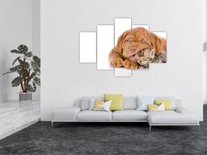 Šteňa a mačiatko - obraz (Obraz 150x105cm)