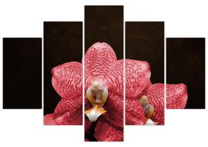 Ružová orchidea - obraz (Obraz 150x105cm)