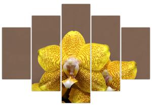 Žltá orchidea - obraz (Obraz 150x105cm)