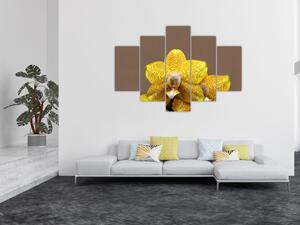 Žltá orchidea - obraz (Obraz 150x105cm)