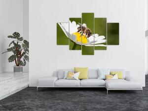 Včela na sedmokráske - obraz (Obraz 150x105cm)