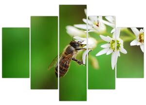 Fotka včely - obraz (Obraz 150x105cm)