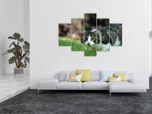 Obraz mačky (Obraz 150x105cm)