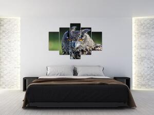 Sova - obraz (Obraz 150x105cm)