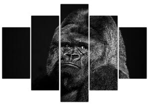 Obraz opice (Obraz 150x105cm)
