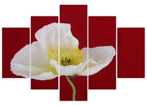 Obraz kvetu (Obraz 150x105cm)