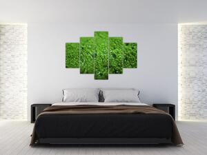 Detail trávy - obraz (Obraz 150x105cm)