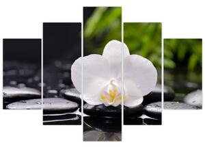 Fotka kvetu orchidey - obraz autá (Obraz 150x105cm)
