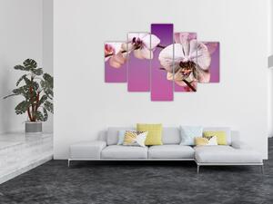 Moderné obrazy - orchidea (Obraz 150x105cm)