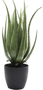 Aloe dekoratívna rastlina 69 cm