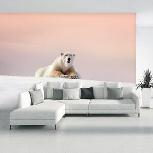 Fototapeta - Ľadový medveď (147x102 cm)