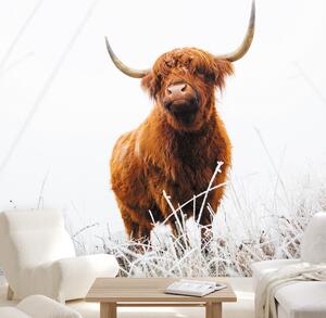 Fototapeta - Škótsky dobytok (147x102 cm)