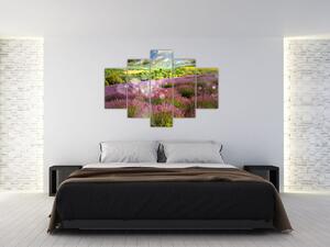 Levanduľové polia - obraz (Obraz 150x105cm)
