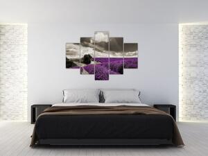 Obraz levanduľového pole (Obraz 150x105cm)
