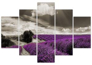 Obraz levanduľového pole (Obraz 150x105cm)
