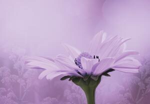 Fototapeta - Fialový kvet (147x102 cm)
