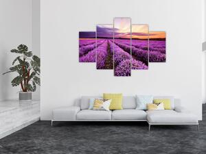 Levanduľové pole, obrazy (Obraz 150x105cm)