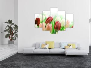 Tulipány, obraz (Obraz 150x105cm)